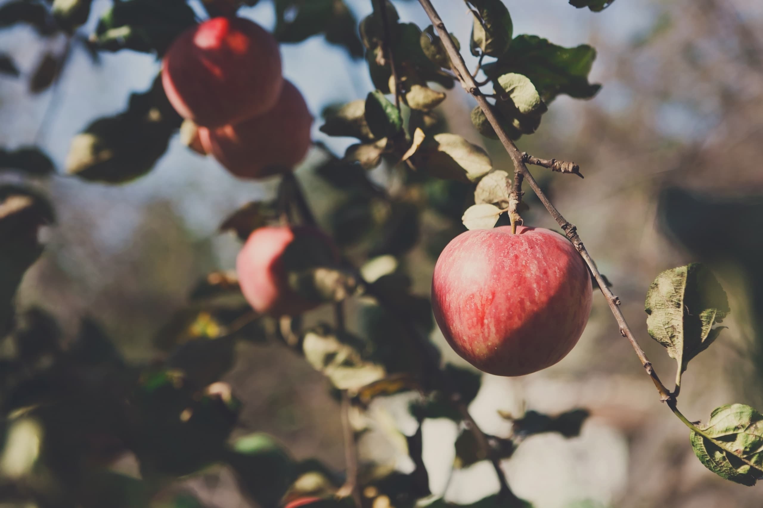 Apple close-up